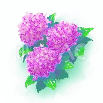 花イラスト~赤いアジサイ