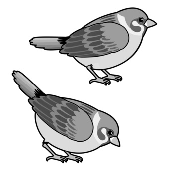 2羽のスズメ_モノクロ モノクロ,すずめ,小鳥,鳥,野鳥,小動物,雀,さえずり,動物のイラスト素材