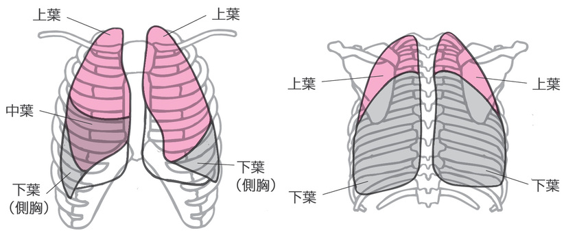 肺の構造 肺,構造,図解,前,後,セット,上葉,中葉,下葉,人体のイラスト素材