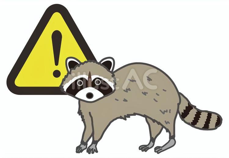 アライグマに注意(1) アライグマ,注意,害獣のイラスト素材