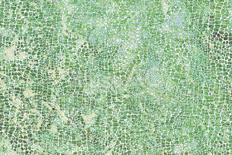 メロンの皮 メロン,皮,テクスチャーのイラスト素材