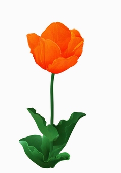 Tulip (orange), JPG and PNG Tulip (orange), tulip, bulbous plant, flower, JPG and PNG