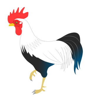 chicken, chicken, bird, cock, JPG, PNG and EPS