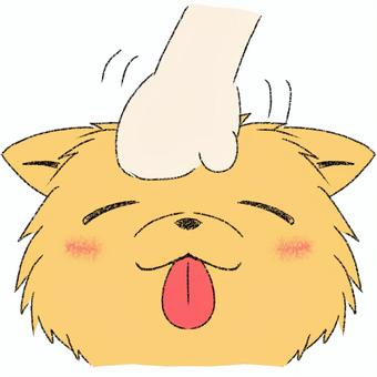 Pomeranian being stroked, dog, animal, pomeranian, JPG and PNG