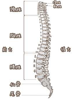 脊椎の解剖図 脊椎,背骨,骨格,頚椎,胸椎,腰椎,仙骨,尾骨,解剖図,医療のイラスト素材
