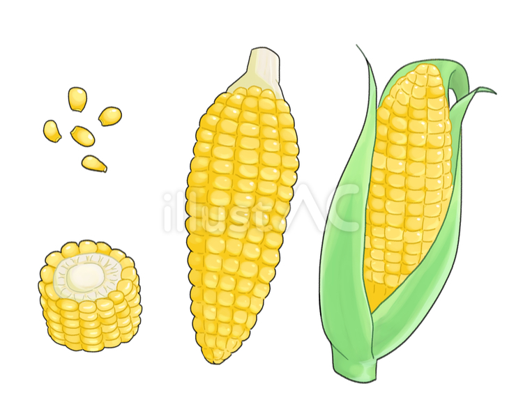 とうもろこし とうもろこし,食べ物,フードのイラスト素材