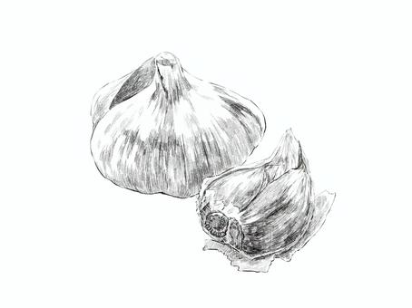 Illustration, garlic, spices, food, 