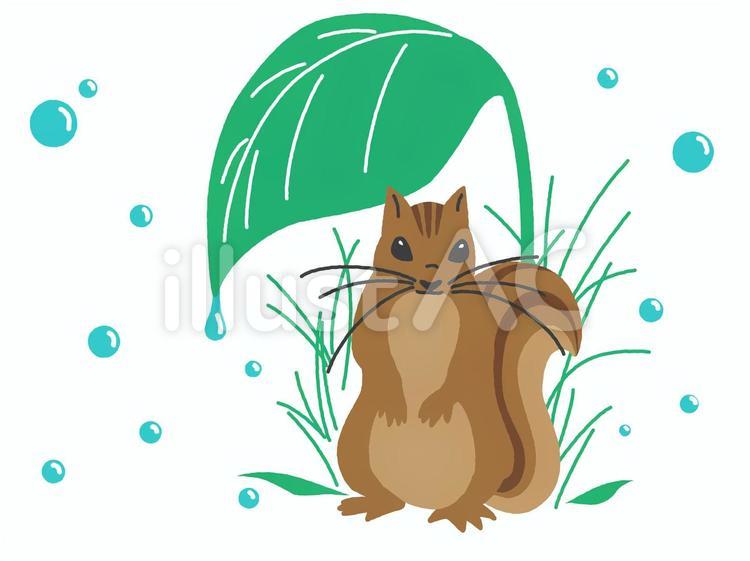 雨宿りするリス りす,葉っぱ,初夏のイラスト素材