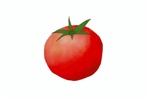 トマト トマト,野菜,水彩イラスト,食べ物,tomatoのイラスト素材