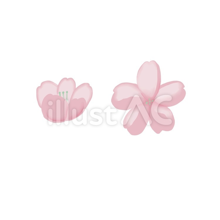 桜 桜,花,開花のイラスト素材