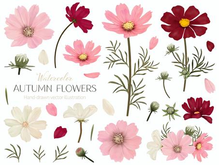 コスモスの花 コスモス,秋桜,秋,花,花びら,9月,10月,開花,満開,花盛りのイラスト素材