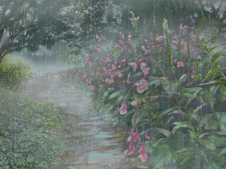 シュウカイドウ 雨 シュウカイドウ 雨 シュウカイドウ,花,花壇,庭,ガーデニング,自然,秋,小径,穏やか,ゆったりのイラスト素材