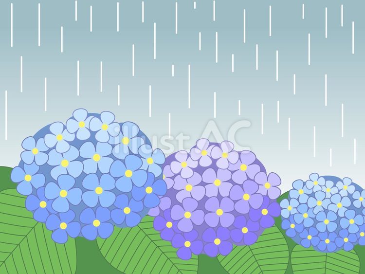 雨とあじさい 紫陽花,雨,梅雨のイラスト素材