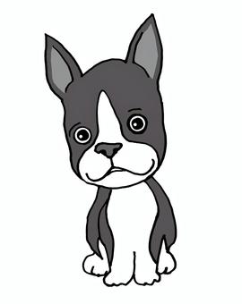 Boston Terrier, dog, dog, a pet, JPG