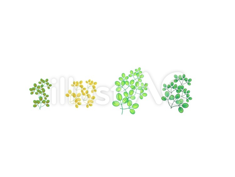 木の枝葉のセット 枝葉,葉っぱ,セットのイラスト素材