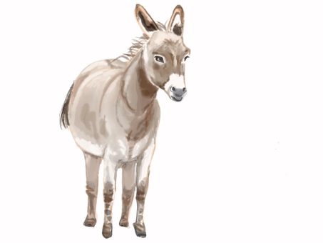 ロバ ロバ,動物,家畜,リアル,手描きのイラスト素材