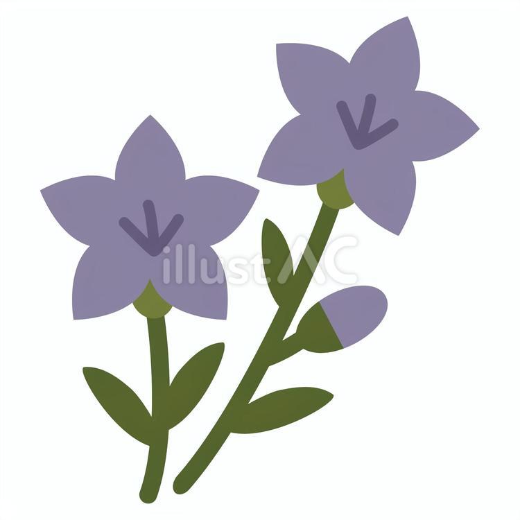 桔梗（ききょう） 桔梗,花,秋のイラスト素材