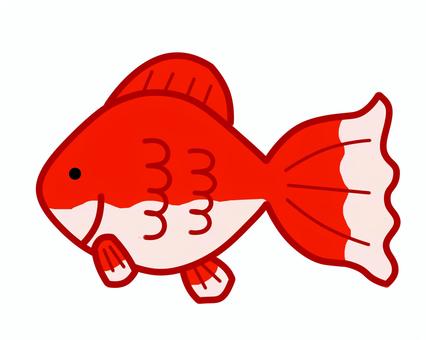 きんぎょ きんぎょ,金魚,魚,生き物,生物,魚類,淡水魚,祭り,夏祭り,縁日のイラスト素材