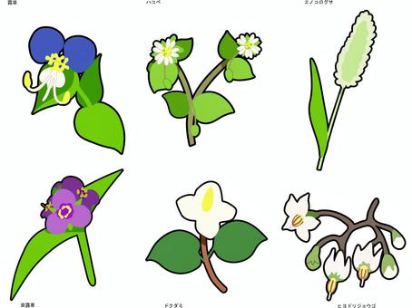 Illustration, planta, tradescantia, chickweed, 