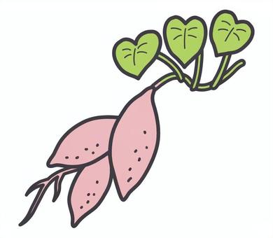 葉とツルのついたさつまいも さつまいも,葉,ツル,茎,芋掘り,根,秋,秋の味覚,畑,収穫のイラスト素材