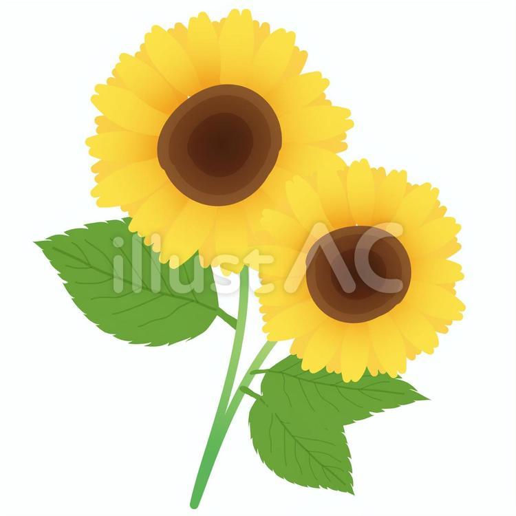 ひまわりの花 ひまわり,花,夏のイラスト素材
