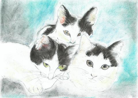 三匹の猫 猫,三匹,ハチワレ,寄り添う,色鉛筆のイラスト素材