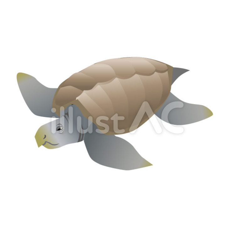 古代生物 生物,亀,ジュラ紀のイラスト素材
