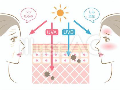 紫外線A波と紫外線B波 女性 肌の断面図