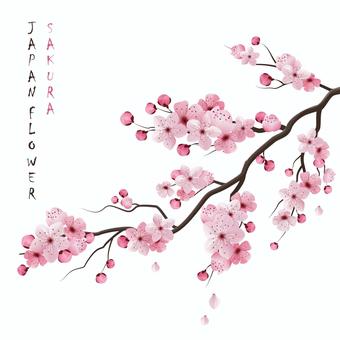 Illustration, cherry blossoms, frame, petal, 