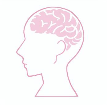 横から見た人の頭と脳みそ【桃色】 脳,脳みそ,ピンク,アイコン,人物,カットイラスト,イラスト,横向き,断面図,断面のイラスト素材