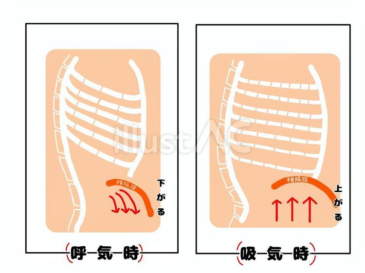 医療・横隔膜と肋骨 医療,横隔膜,肋骨のイラスト素材
