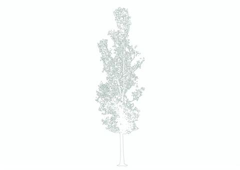 樹木の添景_51_細長い白樺の輪郭 シラカンバ,アウトライン,線画,cad,点景,木,植栽,植木,庭木,高木のイラスト素材