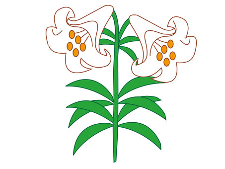 植物　百合 植物,百合,鑑賞,花,ゆり,ユリ,白,夏,イラストのイラスト素材