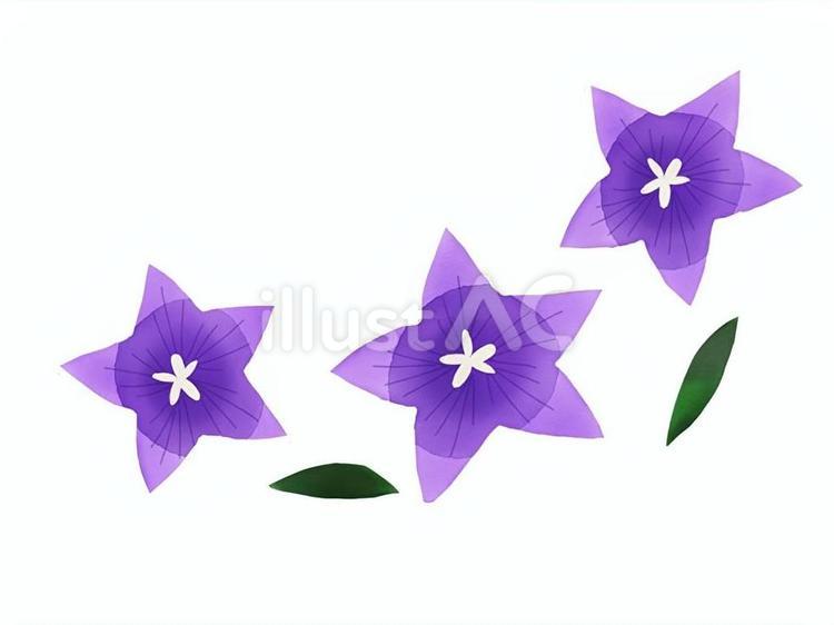 キキョウ キキョウ,花,秋のイラスト素材