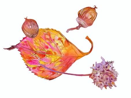 秋色の落ち葉とドングリ 秋,木の葉,ドングリ,紅葉,手描き,植物,リアル,色鉛筆,白背景,カットのイラスト素材