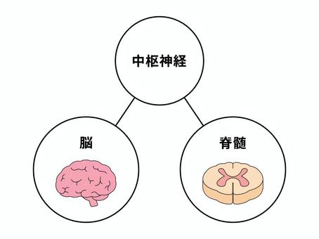 中枢神経（脳・脊髄） 中枢神経,脳,脊髄,神経,シンプル,かわいい,おしゃれ,図,文字,線画のイラスト素材