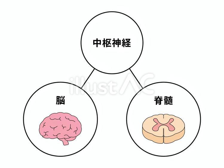 中枢神経（脳・脊髄） 中枢神経,脳,脊髄のイラスト素材