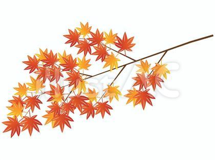 もみじ