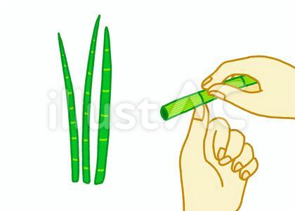 植物のトクサと爪を研ぐイラストセット
