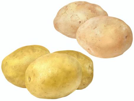 Illustration, potato, new potato, spring, 