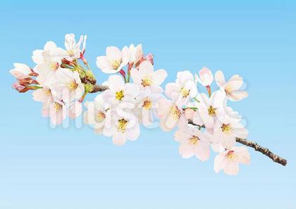 133-桜2 薄ピンク系