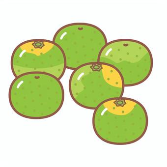 早生みかん 早生みかん 緑,早生,みかん,たくさん,果物のイラスト素材
