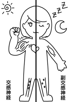 交感神経副交感神経比較女性　線画 交感神経,副交感神経,女性,筋肉,心拍,血管,線画のイラスト素材