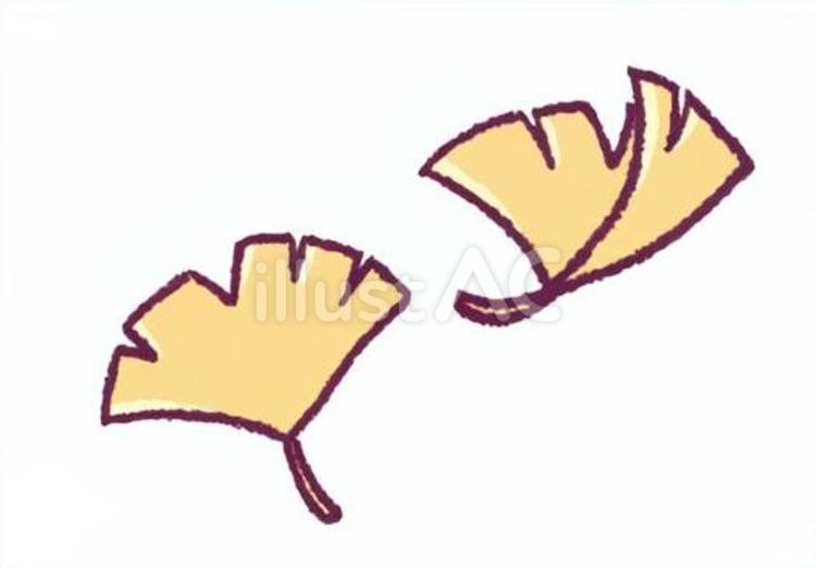銀杏の葉の手描きイラスト イチョウ,葉,紅葉のイラスト素材
