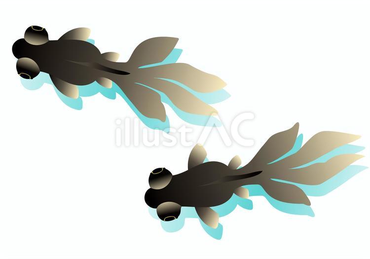デメキン（黒/黄） 金魚,デメキン,俯瞰のイラスト素材