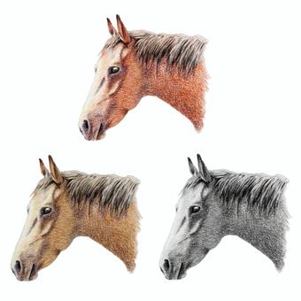 色鉛筆画馬の横顔 馬,動物,生き物,午年,干支,十二支,顔,横顔,年賀状,年賀素材のイラスト素材