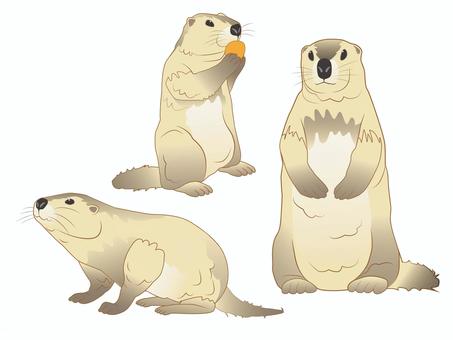 Illustration, marmot, himalayan marmot, rodents, 