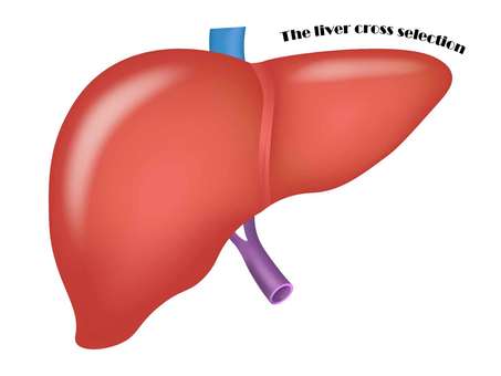 liver, liver, organ, human body, JPG, PNG and AI