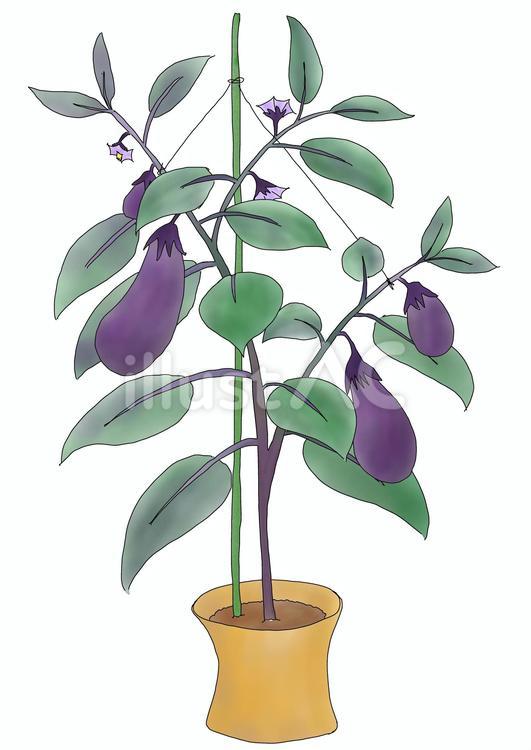 なすさんの栽培(線あり) ナス,植物,栽培のイラスト素材