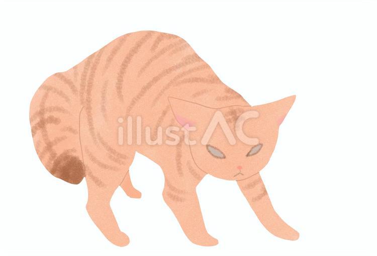 威嚇しているトラ柄の猫 猫,トラ柄,威嚇のイラスト素材